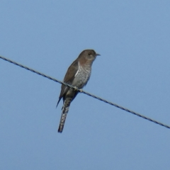 Cacomantis flabelliformis (Fan-tailed Cuckoo) at QPRC LGA - 6 Mar 2021 by Wandiyali