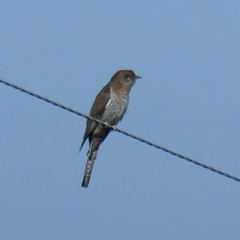 Cacomantis flabelliformis (Fan-tailed Cuckoo) at Wandiyali-Environa Conservation Area - 6 Mar 2021 by Wandiyali