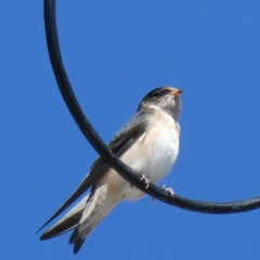 Petrochelidon nigricans (Tree Martin) at Wandiyali-Environa Conservation Area - 15 Mar 2021 by Wandiyali