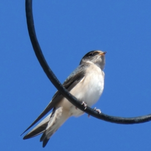 Petrochelidon nigricans at Googong, NSW - 15 Mar 2021 12:18 PM