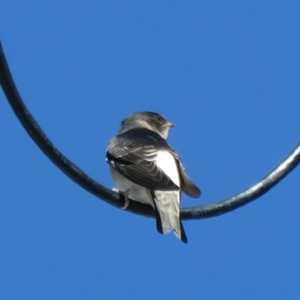 Petrochelidon nigricans at Googong, NSW - 15 Mar 2021 12:18 PM