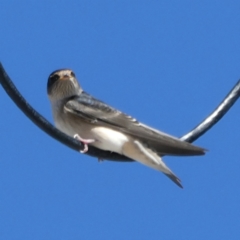 Petrochelidon nigricans at Googong, NSW - 15 Mar 2021 12:18 PM