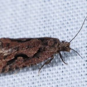 Epitymbia (genus) at Paddys River, ACT - 12 Mar 2021