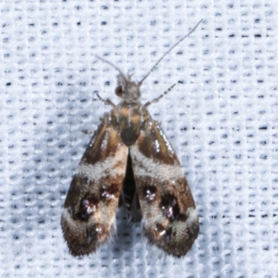Tebenna micalis (Small Thistle Moth) at Tidbinbilla Nature Reserve - 12 Mar 2021 by kasiaaus
