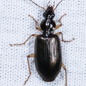 Notagonum submetallicum at Paddys River, ACT - 12 Mar 2021 07:47 PM