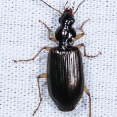 Notagonum submetallicum (Predatory ground beetle) at Paddys River, ACT - 12 Mar 2021 by kasiaaus