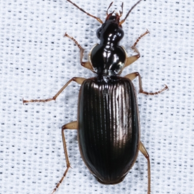 Notagonum submetallicum (Predatory ground beetle) at Tidbinbilla Nature Reserve - 12 Mar 2021 by kasiaaus