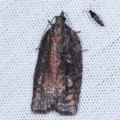 Acropolitis excelsa (A Tortricid moth) at Tidbinbilla Nature Reserve - 12 Mar 2021 by kasiaaus