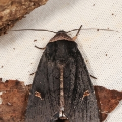 Proteuxoa cinereicollis (A noctuid or owlet moth) at Tidbinbilla Nature Reserve - 12 Mar 2021 by kasiaaus