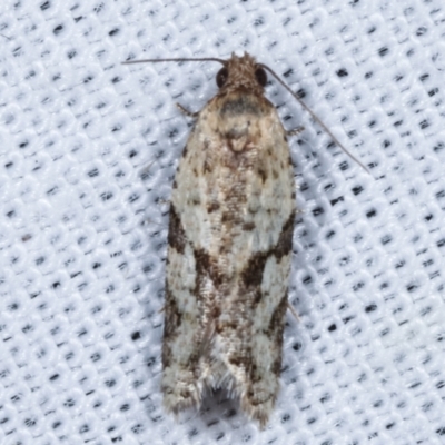 Merophyas therina (a Tortrix Moth) at Tidbinbilla Nature Reserve - 12 Mar 2021 by kasiaaus