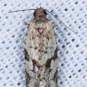 Merophyas therina at Paddys River, ACT - 12 Mar 2021