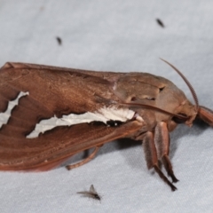 Abantiades latipennis at Paddys River, ACT - 12 Mar 2021