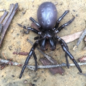 Hadronyche sp. (genus) at Woodlands, NSW - 12 Mar 2021