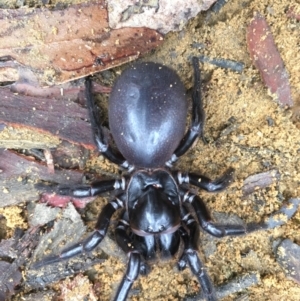 Hadronyche sp. (genus) at Woodlands, NSW - 12 Mar 2021