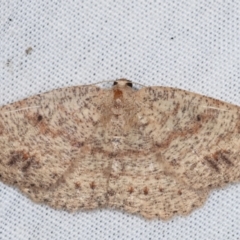 Casbia melanops (Pomaderris Moth) at Tidbinbilla Nature Reserve - 12 Mar 2021 by kasiaaus
