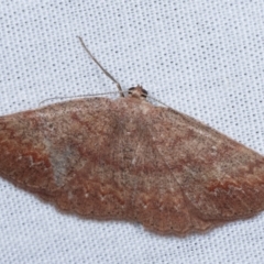 Casbia (genus) (A Geometer moth) at Tidbinbilla Nature Reserve - 12 Mar 2021 by kasiaaus