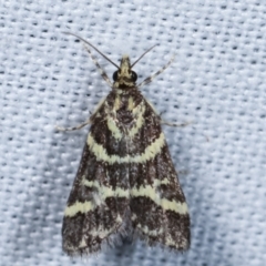 Scoparia spelaea (a Crambid moth) at Paddys River, ACT - 12 Mar 2021 by kasiaaus