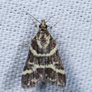 Scoparia spelaea at Paddys River, ACT - 12 Mar 2021