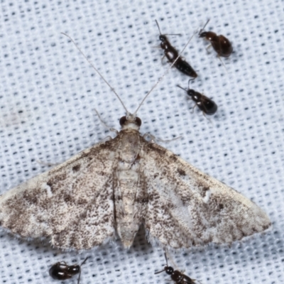 Metasia (genus) (A Crambid moth) at Paddys River, ACT - 12 Mar 2021 by kasiaaus