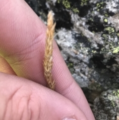 Unidentified Grass (TBC) at Cotter River, ACT - 6 Mar 2021 by Tapirlord