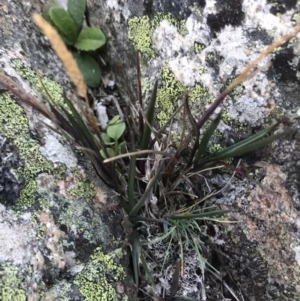 Deyeuxia crassiuscula at Cotter River, ACT - 7 Mar 2021