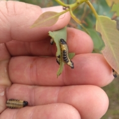 Paropsis atomaria (Eucalyptus leaf beetle) at Tuggeranong DC, ACT - 12 Mar 2021 by Greggy