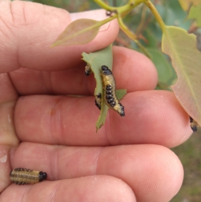 Paropsis atomaria (Eucalyptus leaf beetle) at Tuggeranong DC, ACT - 12 Mar 2021 by Greggy