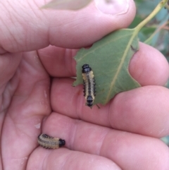 Paropsis atomaria at Tuggeranong DC, ACT - 12 Mar 2021