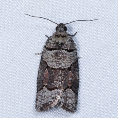 Meritastis lythrodana (A tortrix or leafroller moth) at Tidbinbilla Nature Reserve - 12 Mar 2021 by kasiaaus
