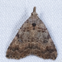 Alapadna pauropis (Variable Spot-wing) at Tidbinbilla Nature Reserve - 12 Mar 2021 by kasiaaus