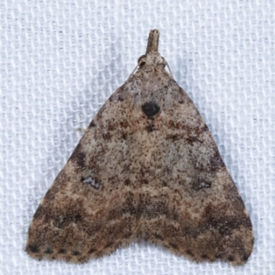 Alapadna pauropis (Variable Spot-wing) at Tidbinbilla Nature Reserve - 12 Mar 2021 by kasiaaus