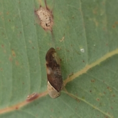 Brunotartessus fulvus (Yellow-headed Leafhopper) at Tuggeranong DC, ACT - 12 Mar 2021 by Greggy