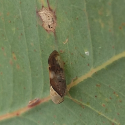 Brunotartessus fulvus (Yellow-headed Leafhopper) at Farrer Ridge - 12 Mar 2021 by Greggy