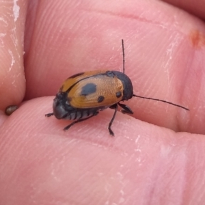 Cadmus (Cadmus) litigiosus at Tuggeranong DC, ACT - 12 Mar 2021 04:05 PM