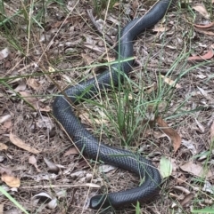 Pseudechis porphyriacus (Red-bellied Black Snake) at Welby, NSW - 15 Mar 2021 by BLSHTwo