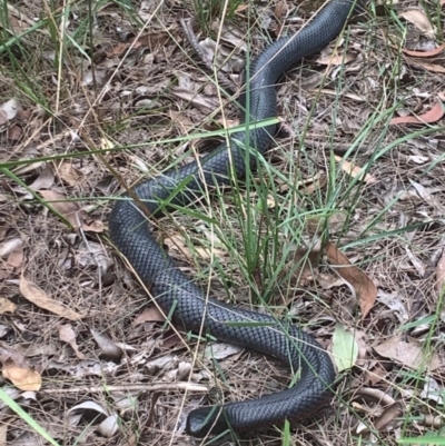Pseudechis porphyriacus (Red-bellied Black Snake) at Wingecarribee Local Government Area - 15 Mar 2021 by BLSHTwo