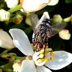 Cuphocera sp. (genus) (A bristle fly) at Crooked Corner, NSW - 16 Apr 2017 by Milly