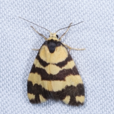 Thallarcha partita (Dark-banded Footman) at Paddys River, ACT - 12 Mar 2021 by kasiaaus