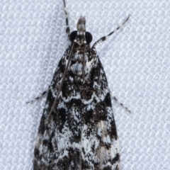Scoparia exhibitalis (A Crambid moth) at Paddys River, ACT - 12 Mar 2021 by kasiaaus
