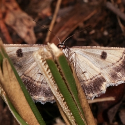 Boarmiini (tribe) (Unidentified Looper moth) at Paddys River, ACT - 12 Mar 2021 by kasiaaus