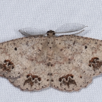 Casbia celidosema (A Geometer moth) at Paddys River, ACT - 12 Mar 2021 by kasiaaus