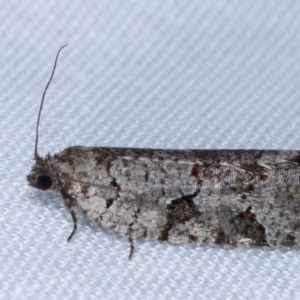 Meritastis lythrodana at Paddys River, ACT - 12 Mar 2021 08:09 PM