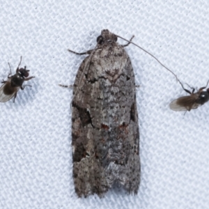 Meritastis lythrodana at Paddys River, ACT - 12 Mar 2021 08:09 PM