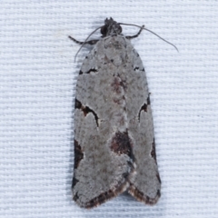 Meritastis pyrosemana (A Tortricid moth) at Tidbinbilla Nature Reserve - 12 Mar 2021 by kasiaaus