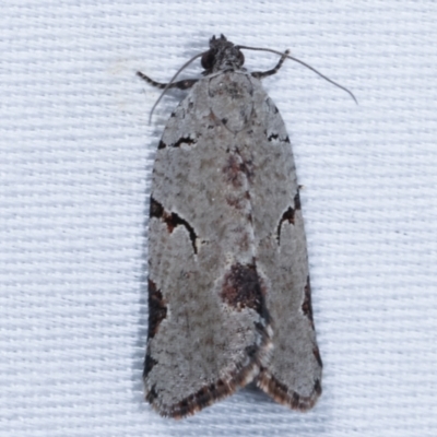 Meritastis pyrosemana (A Tortricid moth) at Paddys River, ACT - 12 Mar 2021 by kasiaaus