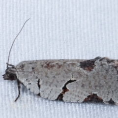 Meritastis pyrosemana at Paddys River, ACT - 12 Mar 2021 08:09 PM