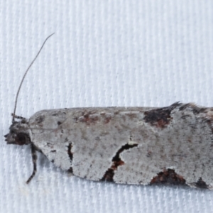 Meritastis pyrosemana at Paddys River, ACT - 12 Mar 2021 08:09 PM