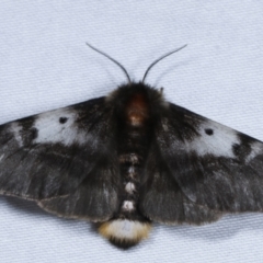 Nataxa flavescens (Nataxa Moth) at Paddys River, ACT - 12 Mar 2021 by kasiaaus