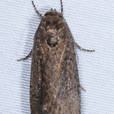 Athetis tenuis (Plain Tenuis Moth) at Tidbinbilla Nature Reserve - 12 Mar 2021 by kasiaaus