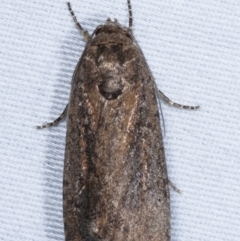Athetis tenuis (Plain Tenuis Moth) at Paddys River, ACT - 12 Mar 2021 by kasiaaus